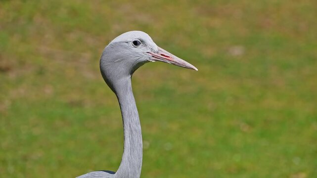 The Blue Crane, Grus paradisea, is an endangered bird specie endemic to Southern Africa. It is the national bird of South Africa