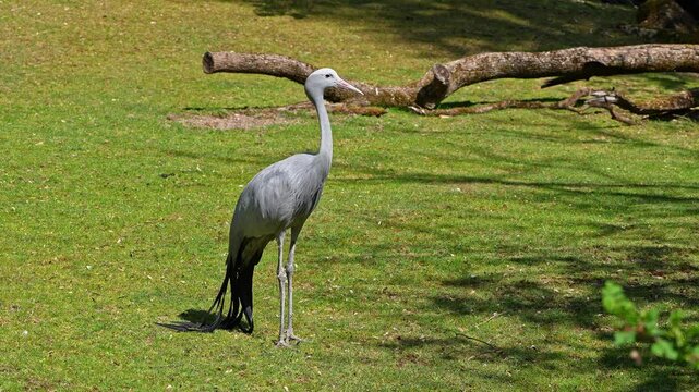 The Blue Crane, Grus paradisea, is an endangered bird specie endemic to Southern Africa. It is the national bird of South Africa