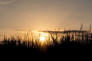 Close-up grass silhouette. Sunset background.