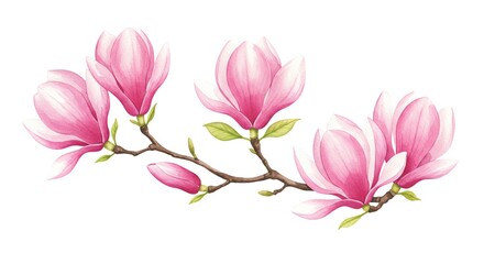 Fototapeta premium Magnolia branch with pink flowers on white