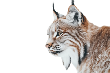 Majestic lynx showcasing its sharp features and captivating gaze against a dark background.
