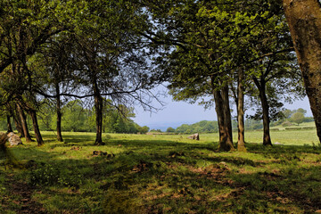 Fototapeta premium paysage de bocage en Mayenne