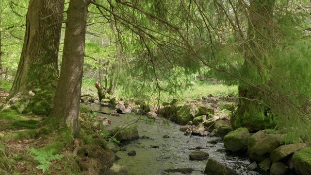 Spring stream flowing through lush forest #3