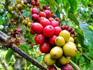 Liberica coffee fruit trees in the plantation 