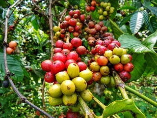 Liberica coffee fruit trees in the plantation 