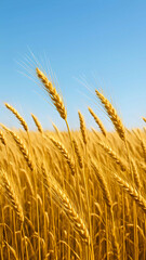 Fototapeta premium Sunny wheat field