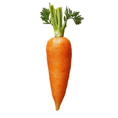 Fresh organic carrot vegetable isolated on black background close up view on transparent background