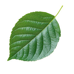Close up green leaf foliage nature plant botany botanical black background on transparent background