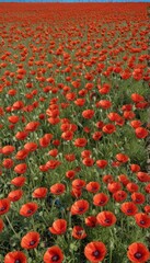 A vast expanse of scarlet poppies against a clear azure sky , sunlight, red poppy, summer