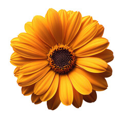 Isolated yellow flower blossom close up petals nature floral bloom plant on transparent background
