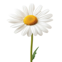 Single Daisy Flower on Stem Isolated on White Background