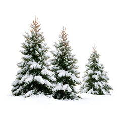 Obraz premium christmas tree isolated on white
