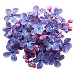 Beautiful lilac flower blossom bloom floral spring plant purple petals on transparent background