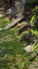 Sunny outdoor scene featuring green algae in a shallow river with scattered rocks, bricks, and surrounding vegetation.