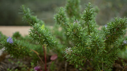 Green shrub with dense needle-like leaves in an outdoor setting in mallorca, spain, displaying lush natural growth and vibrant greenery.