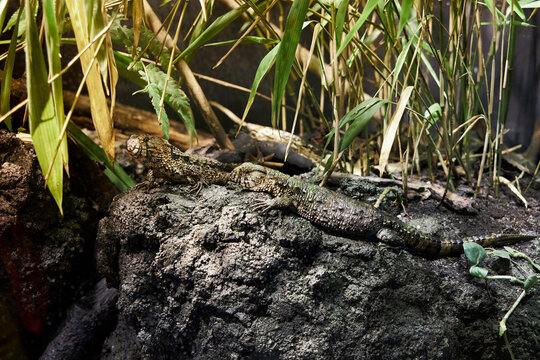 Lizzards sunbathing on a rock