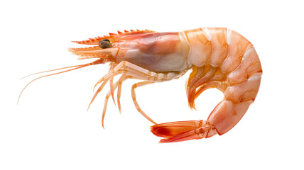 Shrimp Isolated on transparent Background