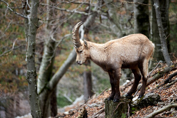 Capricorn on a tree in the woods