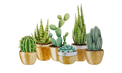 Watercolor composition of cacti and succulents. White background. For your design