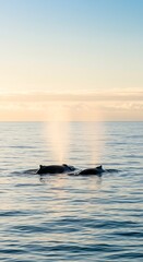 Fototapeta premium Whales diving into ocean during golden hour
