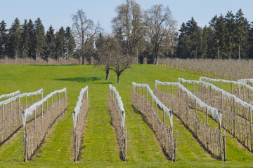 Fototapeta premium Apfelregion, Apfelanbaugebiet, Bodenseepfel, Malus sylvestris