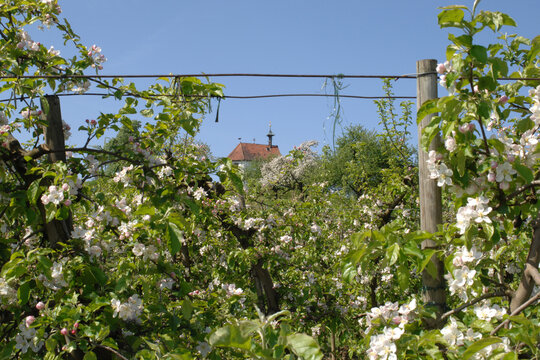 Apfelregion, Apfelanbaugebiet, Bodensee