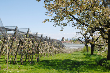 Apfelregion, Apfelanbaugebiet, Bodensee