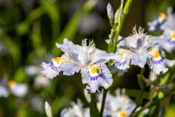 日差しを浴びるシャガの花