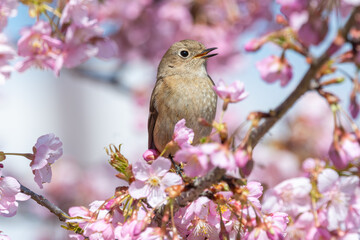 桜の枝にとまるジョウビタキの雌