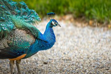 Obraz premium Portrait of a blue peacock, copy space on the right side