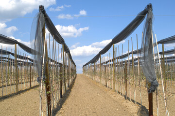 Apfelregion, Apfelanbaugebiet, Bodensee