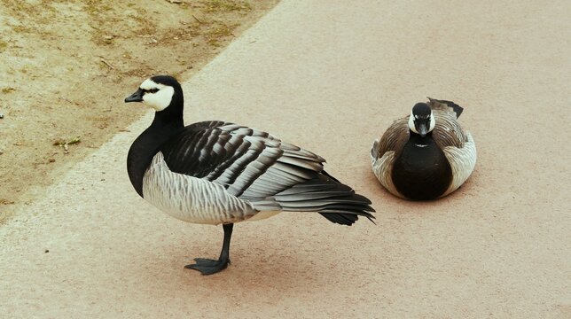 Palmip&egrave;de bernache nonnette blanche et noire au zoo asiatique de Pairi Daiza en Belgique Europe