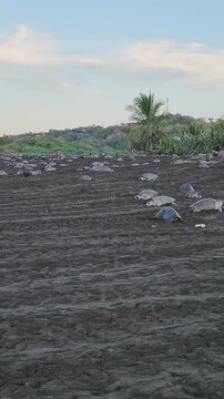 Olive ridley sea turtles arrive on ostional beach in costa rica during the arribada nesting season to lay their eggs