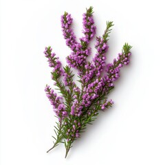 Naklejka premium Heather Flower Isolated On White Background