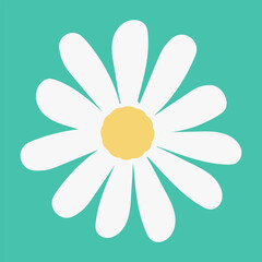 Chamomile flower.Top view.Spring or summer design element for postcard or advertisement.Botanical illustration on isolated background