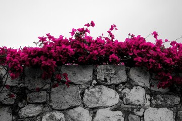 Vibrant magenta bougainvillea blossoms cascading over a rustic grey stone wall, a breathtaking natural scene.