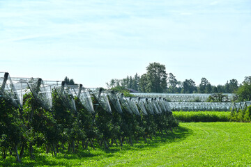 Apfelregion, Apfelanbaugebiet, Bodensee