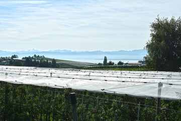 Apfelregion, Apfelanbaugebiet, Bodensee