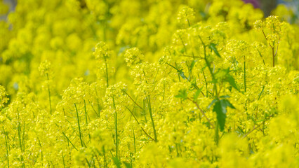 Obraz premium 一面に広がる鮮やかな菜の花畑