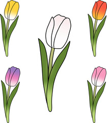 Set of colorful tulips drawing minimal style, vector.