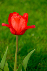 Tulpenblüte (Tulpia)