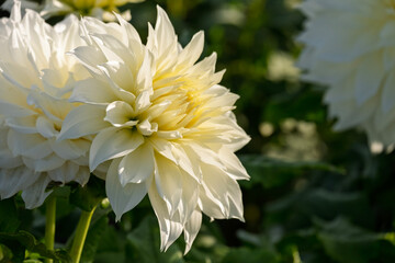 Weiße Dahlienblüte