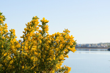 Yellow gorse bush in summer