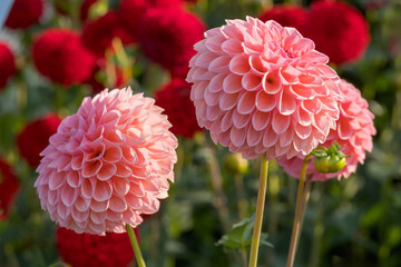 Dahlie (Dahlia)