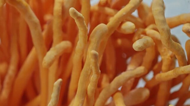 Cordyceps