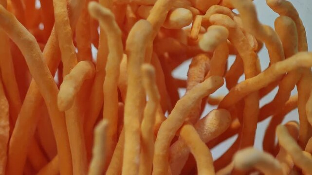 Cordyceps