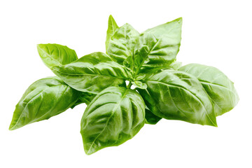 Obraz premium Emerald basil rosette a verdant burst against the void