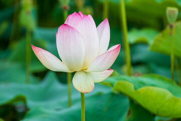 Obraz premium やさしいグラデーションの蓮の花