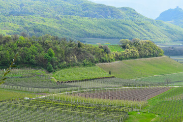 Weinanbau, Apfelbau, Südtirol