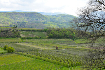 Weinanbau, Apfelbau, Südtirol